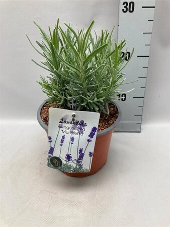 Lavandula ang. 'Munstead' geen maat specificatie cont. 2,0L - image 1
