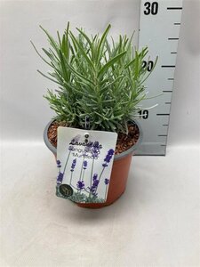 Lavandula ang. 'Munstead' geen maat specificatie cont. 2,0L