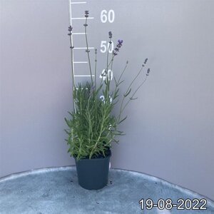 Lavandula ang. 'Munstead' geen maat specificatie cont. 2,0L - image 5
