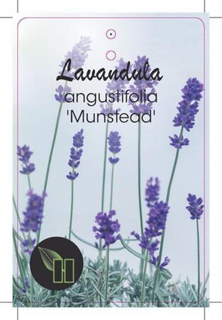 Lavandula ang. 'Munstead' geen maat specificatie cont. 2,0L - image 2