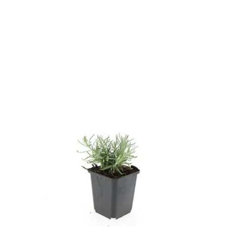 Lavandula ang. 'Munstead' geen maat specificatie 0,55L/P9cm - afbeelding 2