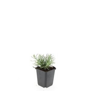 Lavandula ang. 'Munstead' geen maat specificatie 0,55L/P9cm - afbeelding 2