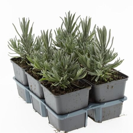 Lavandula ang. 'Munstead' geen maat specificatie 0,55L/P9cm - afbeelding 6