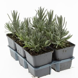 Lavandula ang. 'Munstead' geen maat specificatie 0,55L/P9cm - afbeelding 6