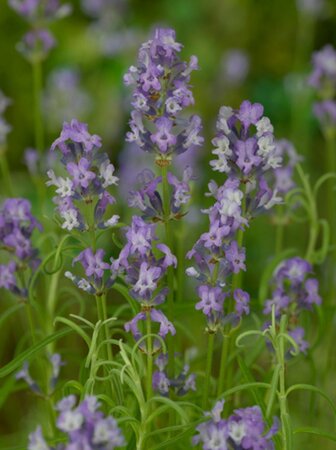 Lavandula ang. 'Munstead' geen maat specificatie 0,55L/P9cm - afbeelding 2