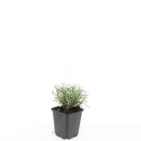Lavandula ang. 'Munstead' geen maat specificatie 0,55L/P9cm - afbeelding 3