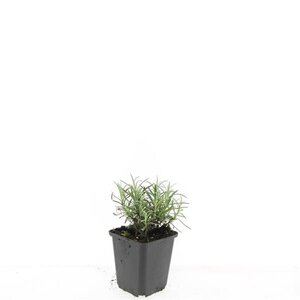 Lavandula ang. 'Munstead' geen maat specificatie 0,55L/P9cm - afbeelding 3