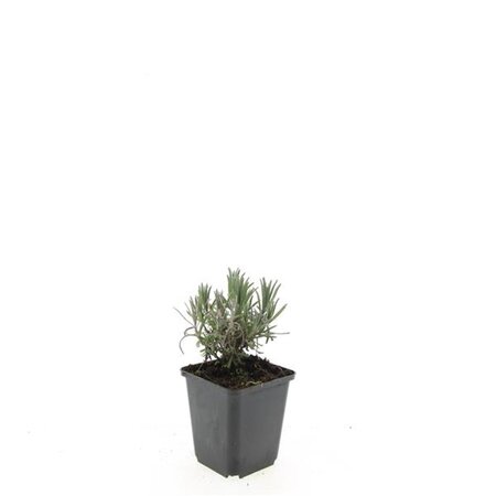 Lavandula ang. 'Munstead' geen maat specificatie 0,55L/P9cm - afbeelding 4