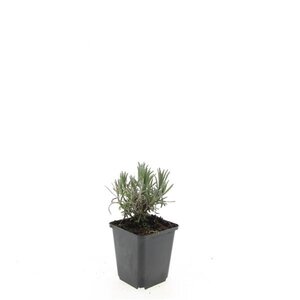 Lavandula ang. 'Munstead' geen maat specificatie 0,55L/P9cm - afbeelding 4