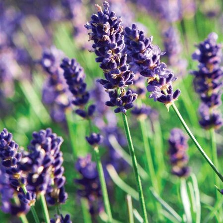 Lavandula ang. 'Munstead' geen maat specificatie 0,55L/P9cm - afbeelding 3