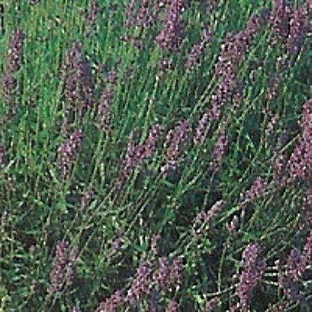 Lavandula ang. 'Munstead' geen maat specificatie 0,55L/P9cm - afbeelding 4