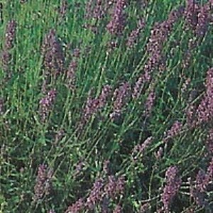 Lavandula ang. 'Munstead' geen maat specificatie 0,55L/P9cm - afbeelding 4