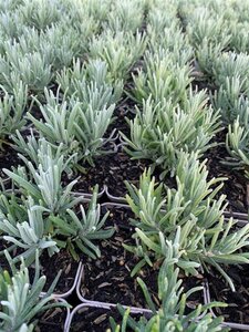Lavandula ang. 'Munstead' geen maat specificatie 0,55L/P9cm