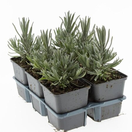 Lavandula ang. 'Munstead' geen maat specificatie 0,55L/P9cm - afbeelding 1