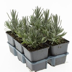 Lavandula ang. 'Munstead' geen maat specificatie 0,55L/P9cm