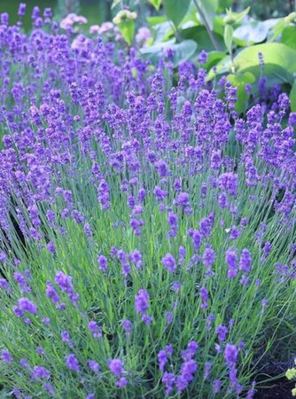 Lavandula ang. 'Munstead' geen maat specificatie 0,55L/P9cm - afbeelding 2