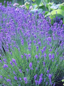 Lavandula ang. 'Munstead' geen maat specificatie 0,55L/P9cm - afbeelding 2