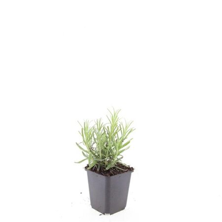 Lavandula ang. 'Munstead' geen maat specificatie 0,55L/P9cm - afbeelding 5