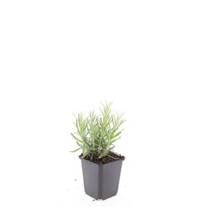 Lavandula ang. 'Munstead' geen maat specificatie 0,55L/P9cm - afbeelding 5