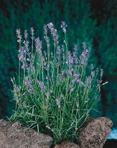 Lavandula ang. 'Munstead' geen maat specificatie 0,55L/P9cm - afbeelding 5