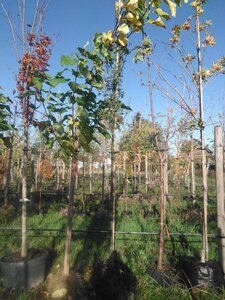 Laburnum anagyroides 10-12 Hoogstam BAG 3 X verplant