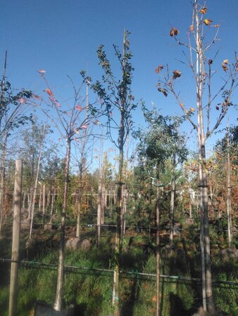 Laburnum anagyroides 10-12 Hoogstam draadkluit