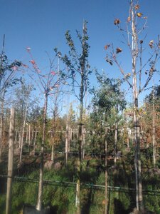 Laburnum anagyroides 10-12 Hoogstam draadkluit