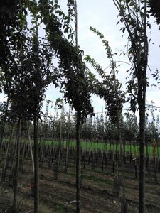 Laburnum anagyroides 12-14 Hoogstam wortelgoed 2 X verplant - afbeelding 2