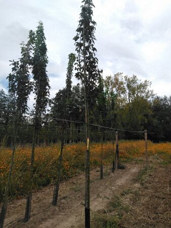 Laburnum anagyroides 12-14 Hoogstam wortelgoed 2 X verplant - afbeelding 1