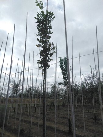 Laburnum anagyroides 6-8 Hoogstam wortelgoed - afbeelding 2