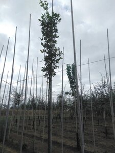 Laburnum anagyroides 6-8 Hoogstam wortelgoed - afbeelding 2