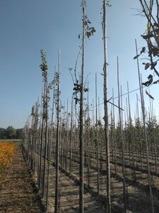 Laburnum anagyroides 6-8 Hoogstam wortelgoed - afbeelding 3