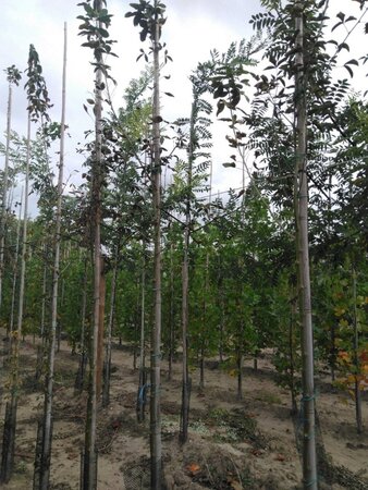 Laburnum anagyroides 6-8 Hoogstam wortelgoed - afbeelding 1