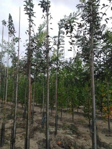 Laburnum anagyroides 6-8 Hoogstam wortelgoed