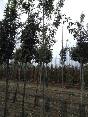 Laburnum anagyroides 6-8 Hoogstam wortelgoed - afbeelding 5