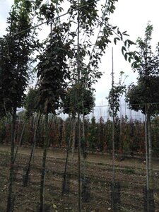 Laburnum anagyroides 6-8 Hoogstam wortelgoed - afbeelding 5