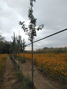 Laburnum anagyroides 6-8 Hoogstam wortelgoed - afbeelding 4