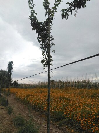 Laburnum anagyroides 8-10 Hoogstam wortelgoed - afbeelding 4