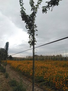 Laburnum anagyroides 8-10 Hoogstam wortelgoed - afbeelding 4