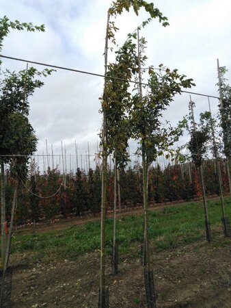 Laburnum anagyroides 8-10 Hoogstam wortelgoed - afbeelding 5