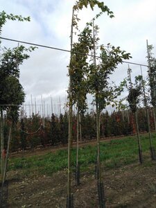 Laburnum anagyroides 8-10 Hoogstam wortelgoed - afbeelding 5