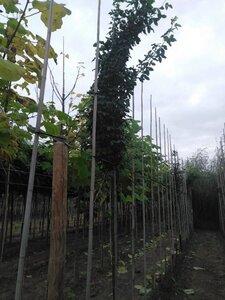 Laburnum anagyroides 8-10 Hoogstam wortelgoed - afbeelding 2