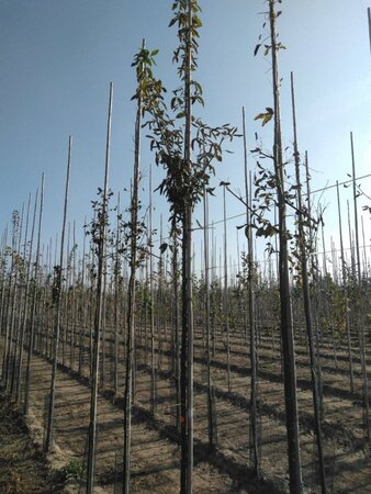 Laburnum anagyroides 8-10 Hoogstam wortelgoed - afbeelding 3