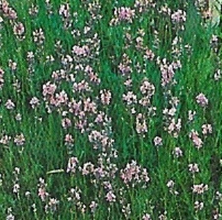 Lavandula ang. 'Rosea' geen maat specificatie 0,55L/P9cm - afbeelding 2