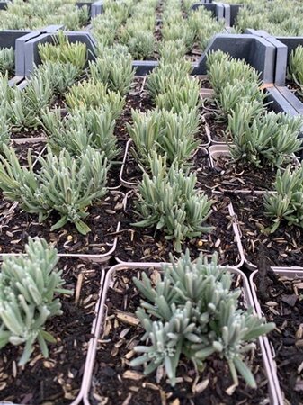 Lavandula ang. 'Rosea' geen maat specificatie 0,55L/P9cm - afbeelding 6