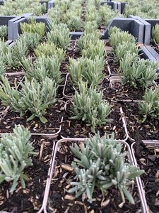 Lavandula ang. 'Rosea' geen maat specificatie 0,55L/P9cm - afbeelding 6