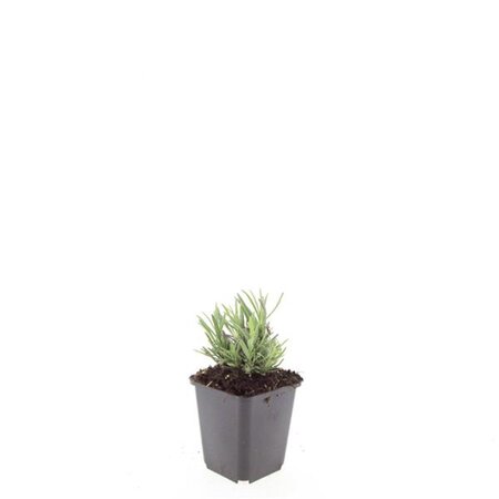 Lavandula ang. 'Rosea' geen maat specificatie 0,55L/P9cm - afbeelding 1