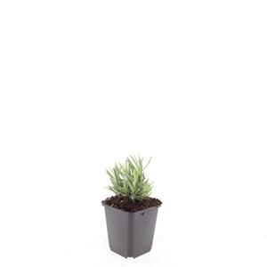 Lavandula ang. 'Rosea' geen maat specificatie 0,55L/P9cm