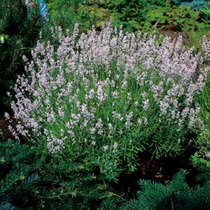 Lavandula ang. 'Rosea' geen maat specificatie 0,55L/P9cm - afbeelding 3