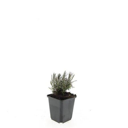 Lavandula ang. 'Rosea' geen maat specificatie 0,55L/P9cm - afbeelding 2